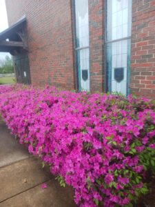 New life blooms where Christ is present.